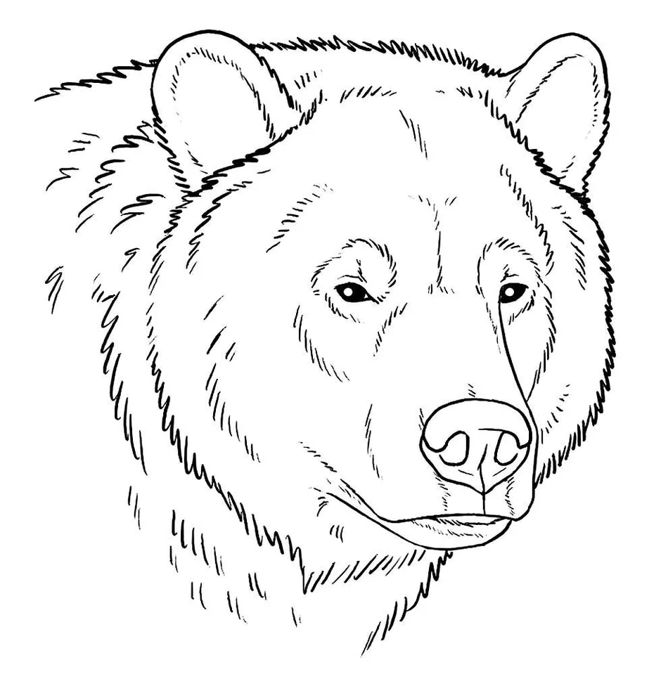 Стоковые векторные изображения по запросу Раскраска медведь