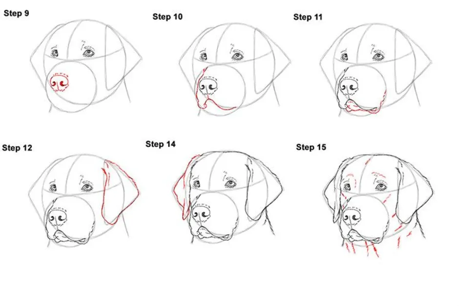 Как карандашом нарисовать морду собаки карандашом