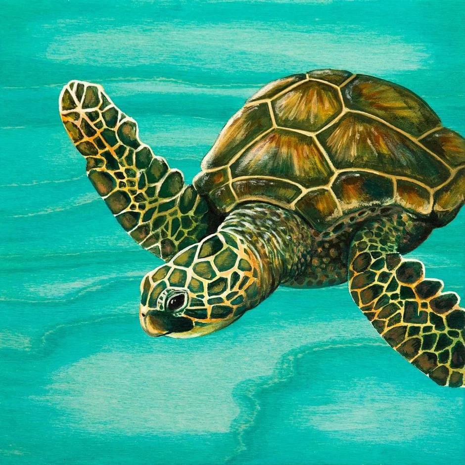 Картинка морская черепаха. Черепаха. Черепаха рисунок. Морская черепашка. Морская черепаха арт.
