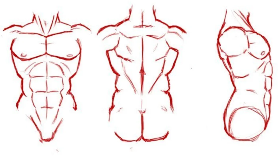 Рисунок торса мужчины карандашом