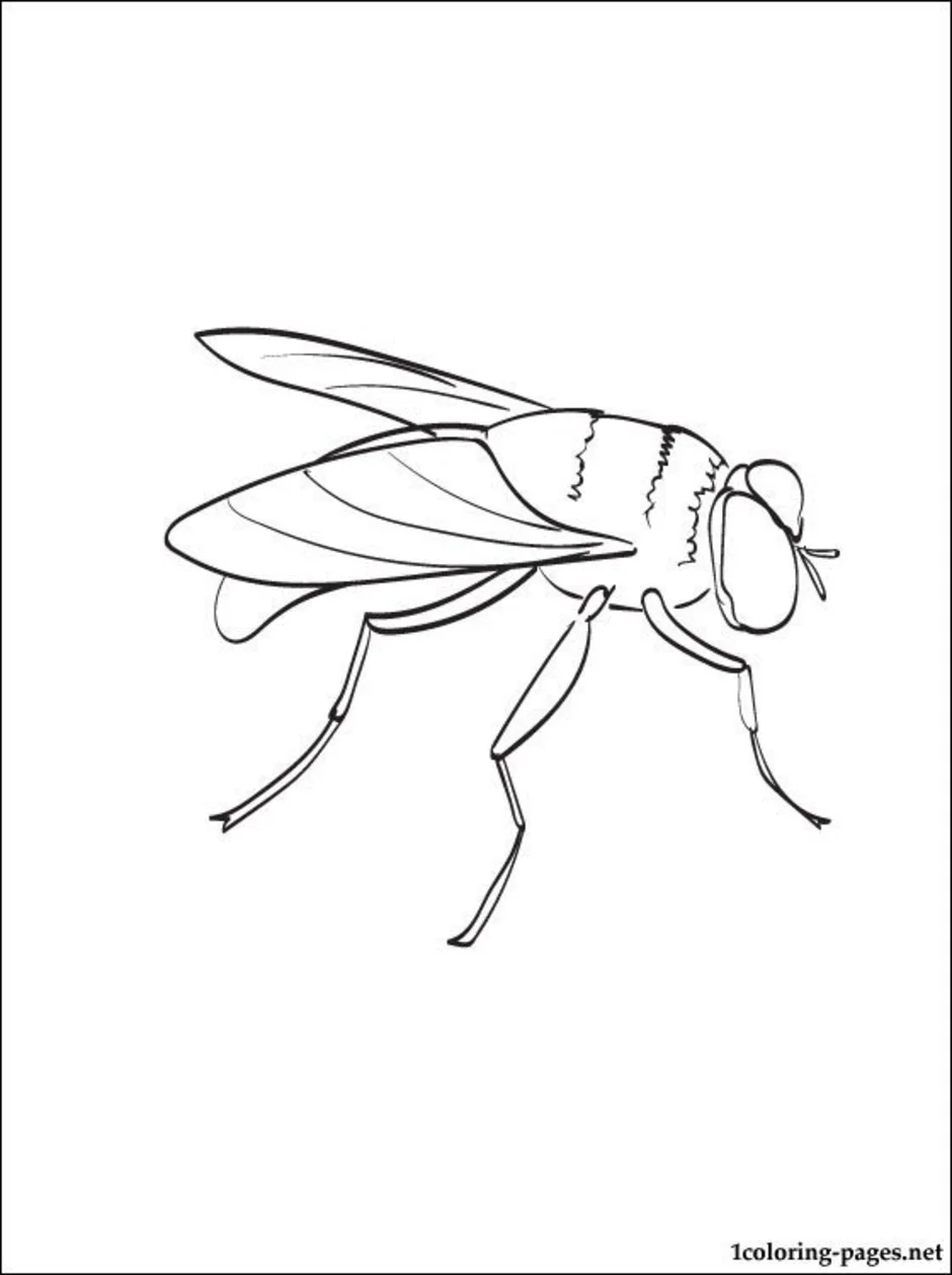 Муха маленький рисунок. Муха ЦЕЦЕ раскраска. Муха сбоку контур. Муха раскраска для детей. Муха рисунок.