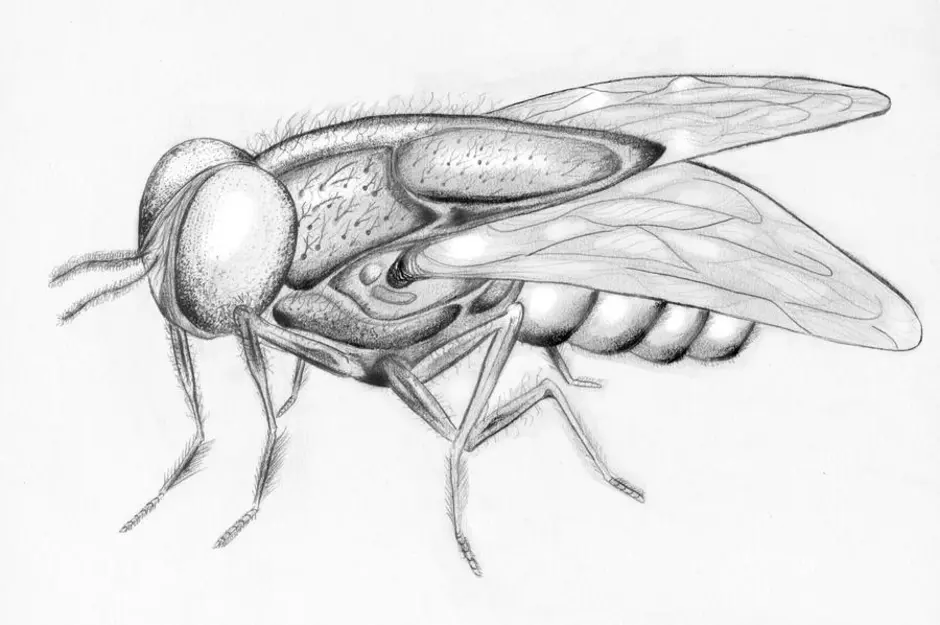 Картинки муха для срисовки