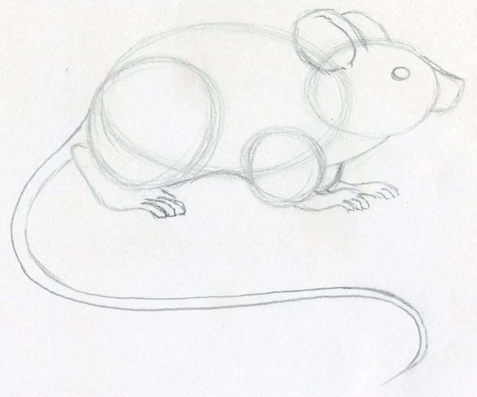 Как легко нарисовать мышку. Мышь карандашом. Мышка карандашом. Мышонок рисунок карандашом. Нарисовать мышь карандашом.