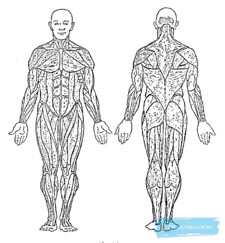 Скелет с мышцами человека рисунок