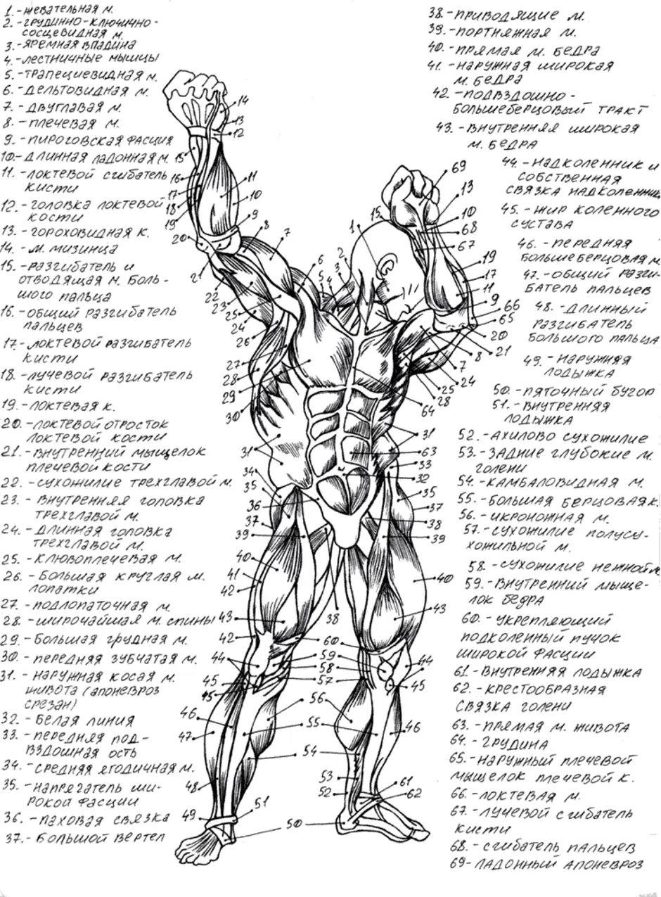 Тело человека рисунок анатомия с подписями