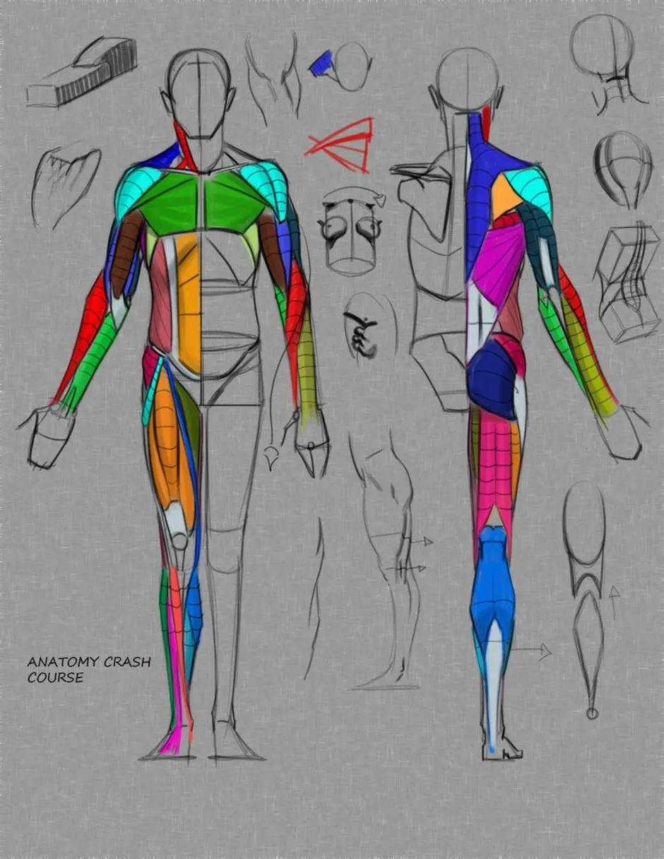 Анатомия для художников картинки