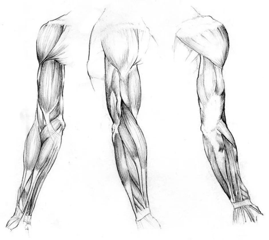 Анатомия мышц рук человека. Мышцы предплечья референс. Барчаи анатомия. Мышцы руки анатомия человека. Мышцы предплечья анатомия рисунок.