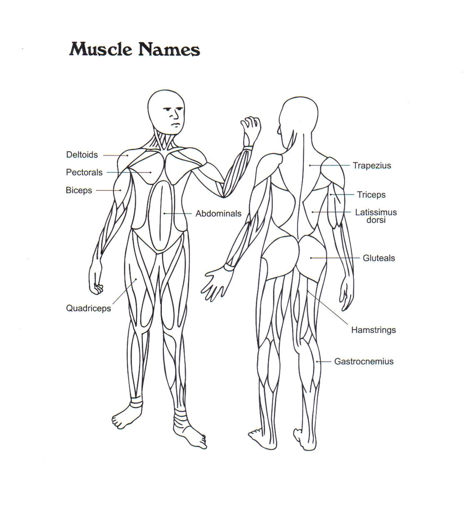 Мышцы рисунок для детей