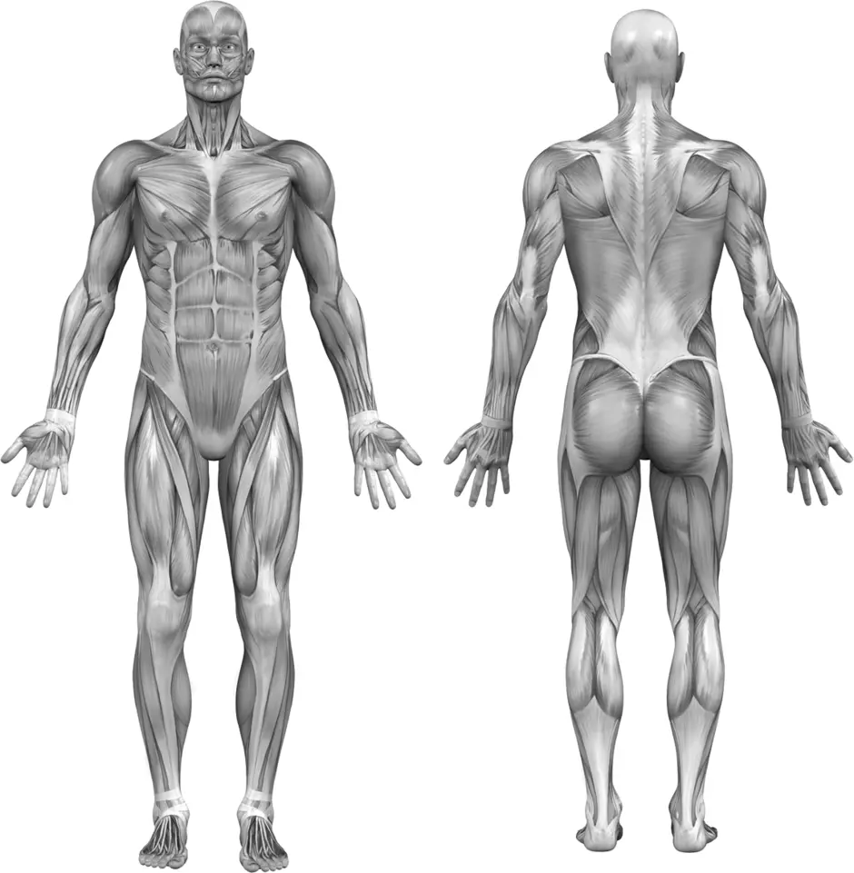 Мышечная система человека большой анатомический атлас