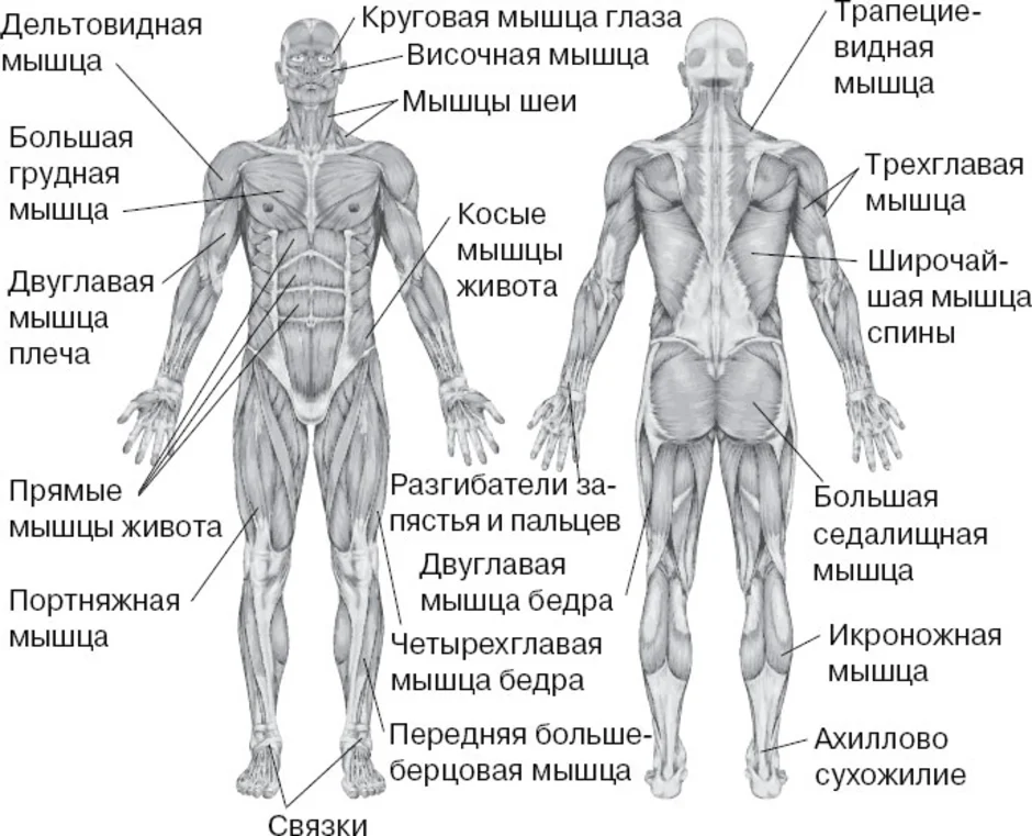 Где какие мышцы находятся у человека фото с названиями