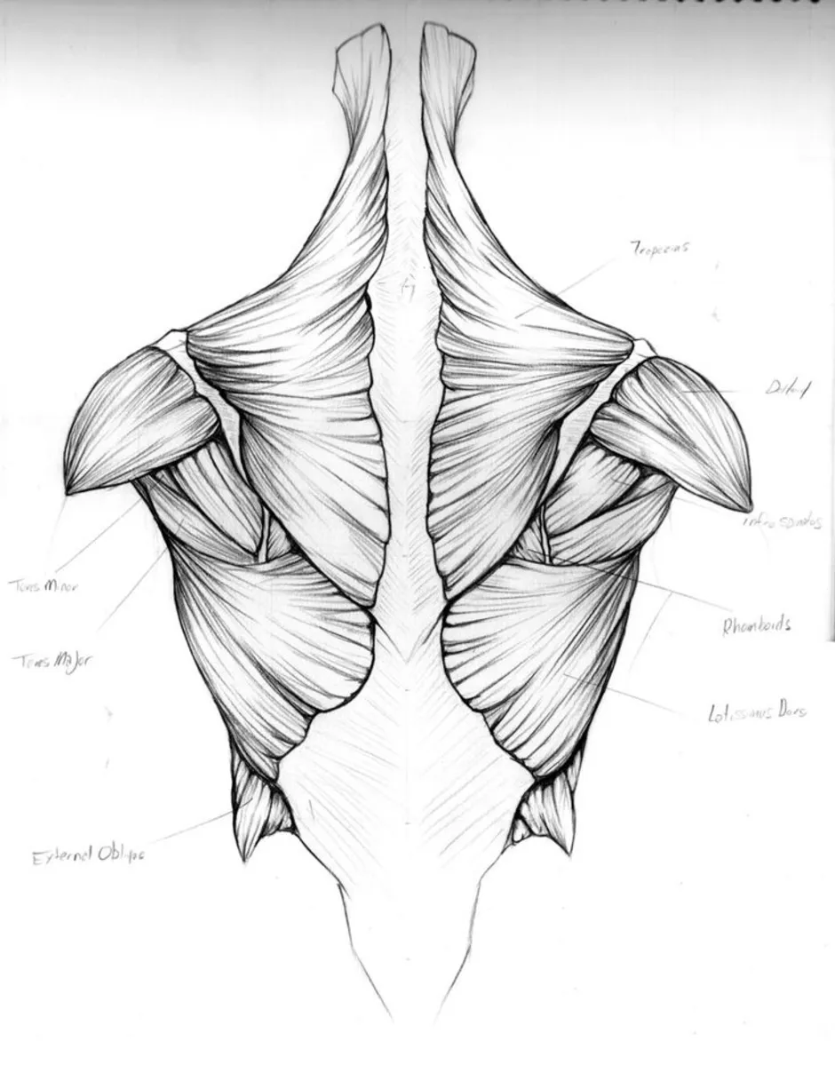 Мышцы спины рисунок