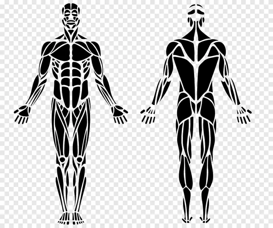 Скелет с мышцами человека рисунок