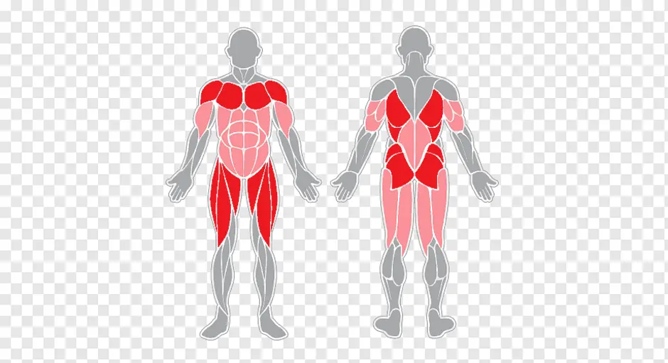 Muscle groups. Мышцы тела человека. Мышечная анатомия человека. Мускулатура человека. Мышцы схематично.