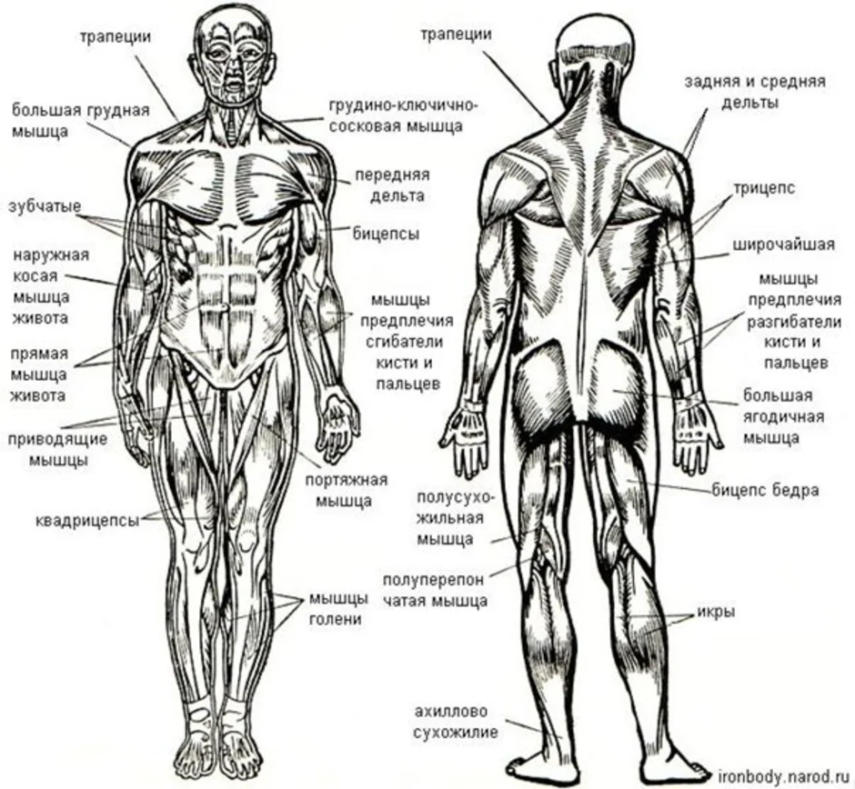 Строение скелет мышцы. Мышцы туловища и конечностей 8 класс биология. Мышцы туловища и конечностей черно белый.