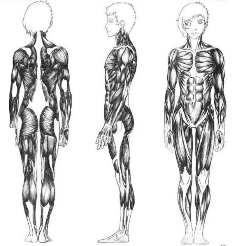 Мышечный каркас человека в картинках