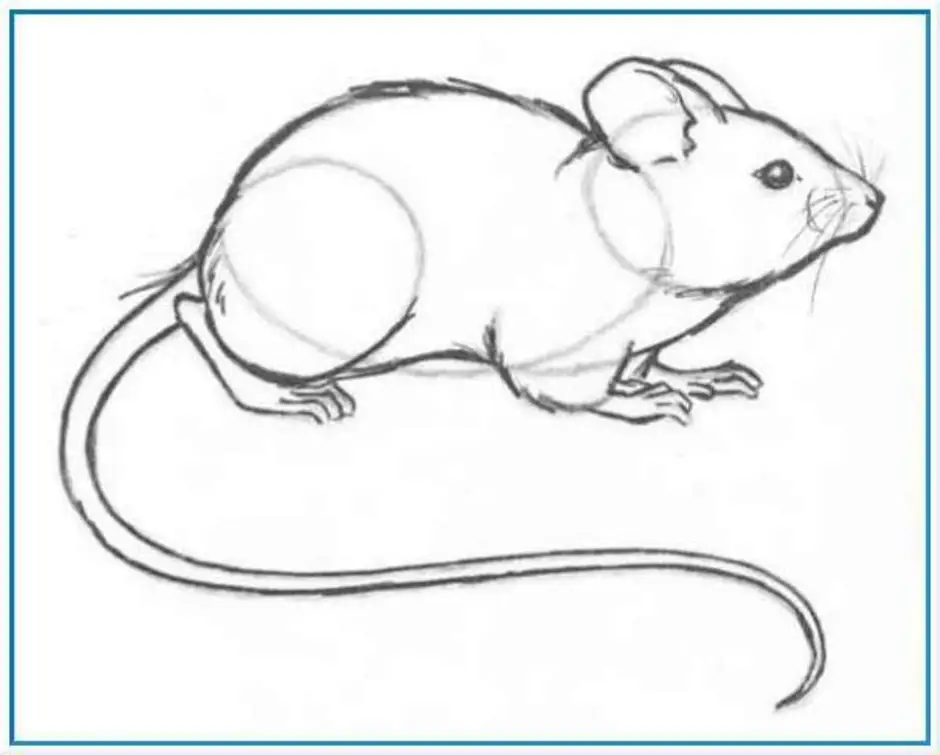Рисунки мышь легкие (50 фото)