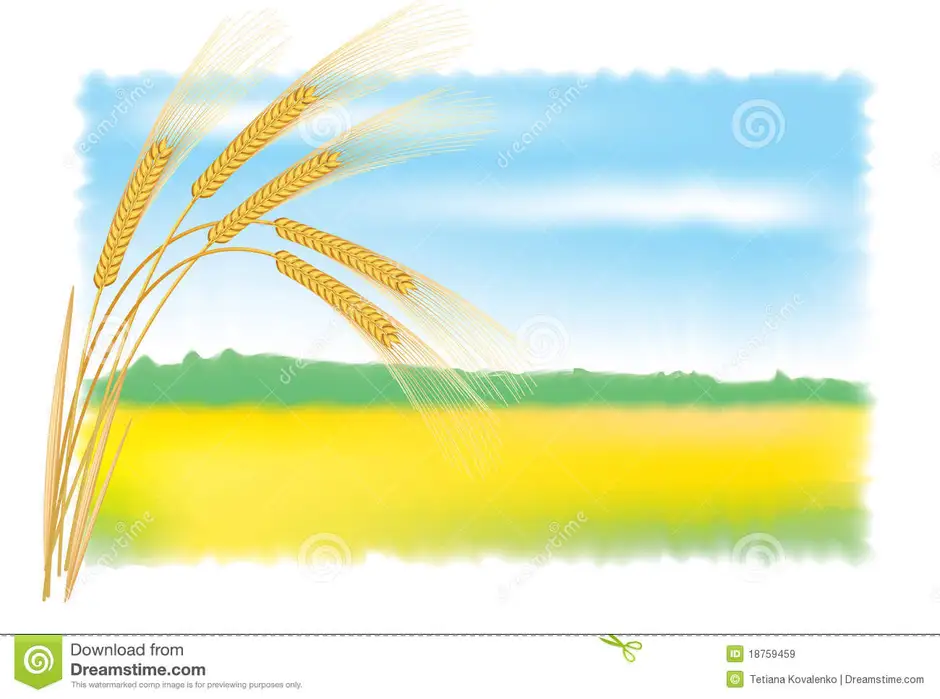 Стих на моем рисунке поле с колосками