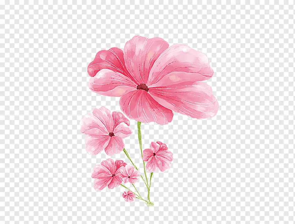 Нарисовать розовый цветок. Розовые цветы нарисованные. Розовые Акварельные цветы. Розовый цветок рисунок. Нежно розовый цветок нарисованный.