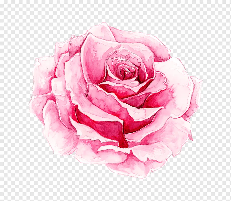 Нарисовать розовый цветок. Акварельные цветы бутоны. Акварельные розы на белом фоне.