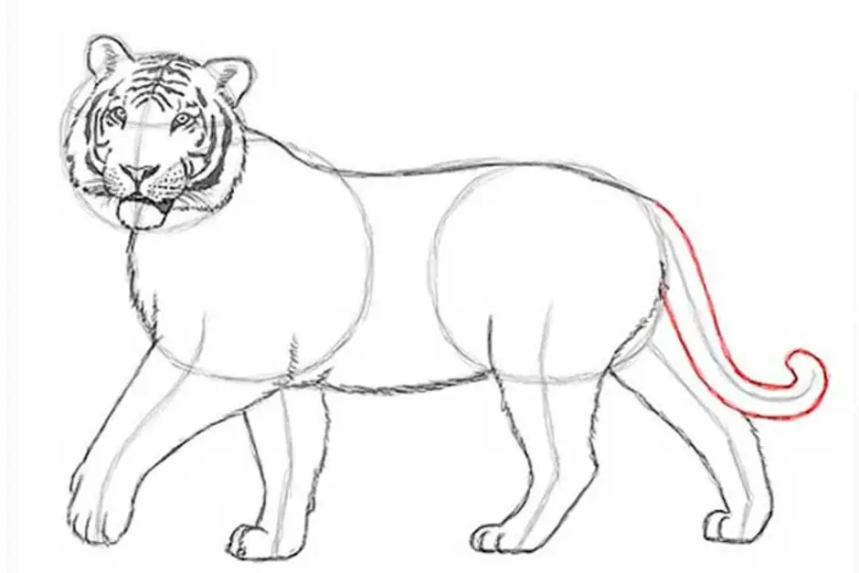 Рисунок амурского тигра карандашом для детей
