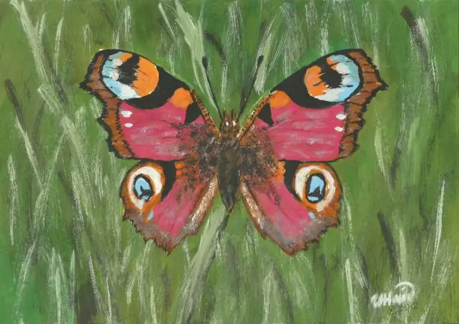 Название рисунков бабочки. Бабочка красками. Бабочка гуашью. Рисование бабочки. Рисуем бабочку гуашью.