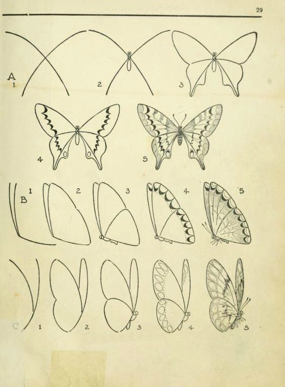 Бабочка пошагово нарисовать