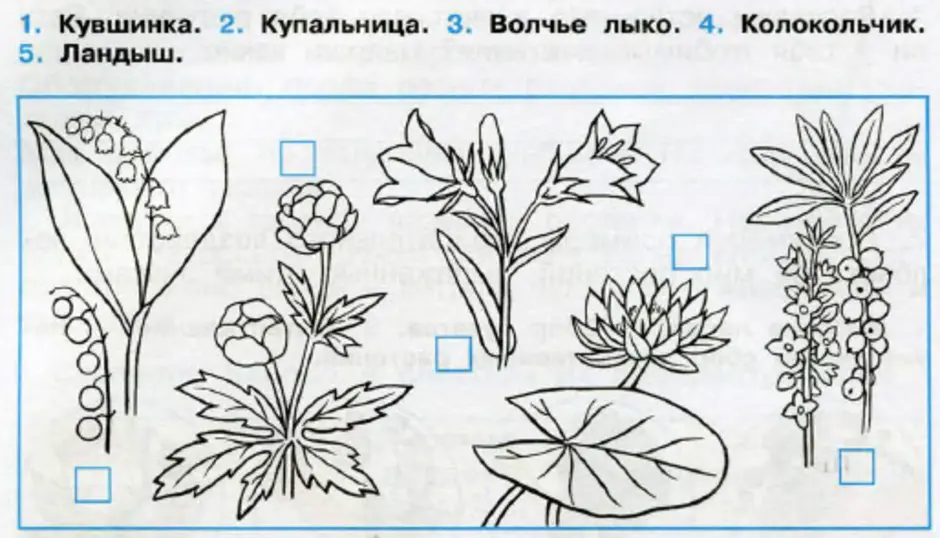 Рисунок растений окружающий мир. Задания по окружающему миру растения. Цветы для задания по окружающему миру. Окружающий мир. Цветы.. Задание по окружающему миру рас.