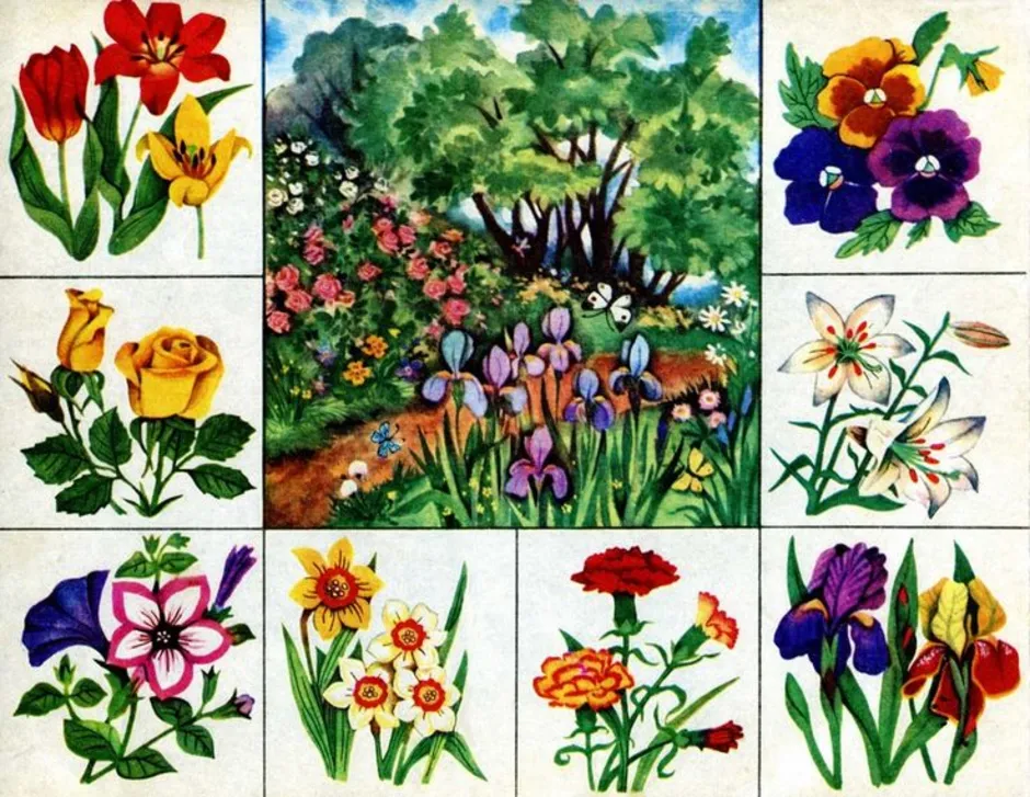Садовые группы растений. Лото "что где растет". Лото «в мире растений». Иллюстрации с изображением цветов. Садовые и луговые цветы.