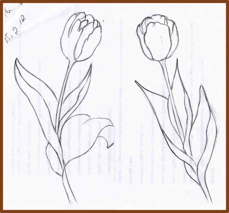 Нарисовать рисунок тюльпаны. Тюльпаны карандашом. Тюльпан карандашом для начинающих. Тюльпан эскиз. Цветы карандашом тюльпаны.