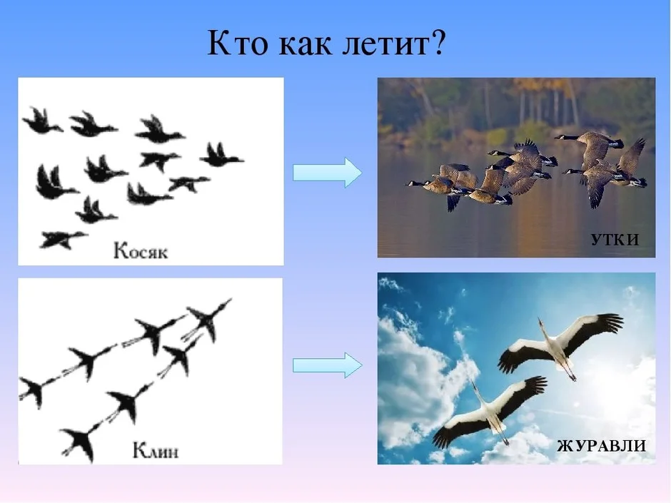 Нарисовать стаю птиц 2 класс