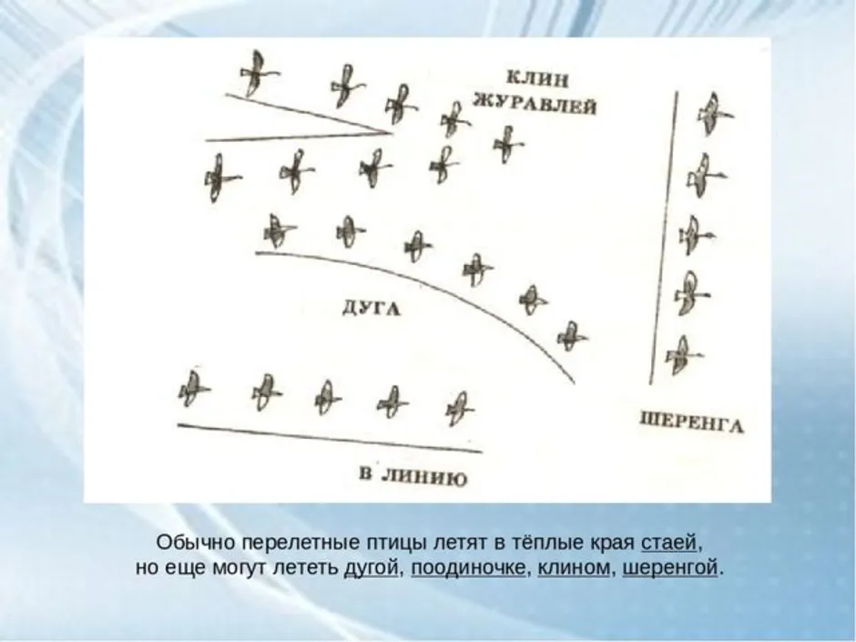 Клин кар. Птицы летят шеренгой. Схема перелета птиц. Способы полета перелетных птиц. Построения стаи перелетных птиц.