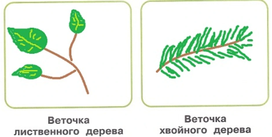 Рисунок веточка лиственного дерева