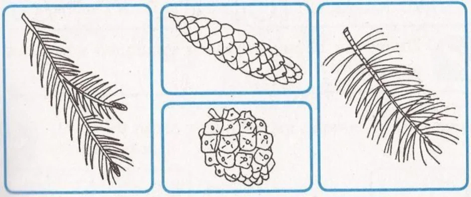 На рисунке изображена ветка с шишками сосны обыкновенной
