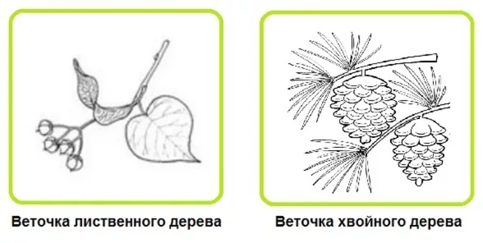 Веточка лиственного дерева рисунок