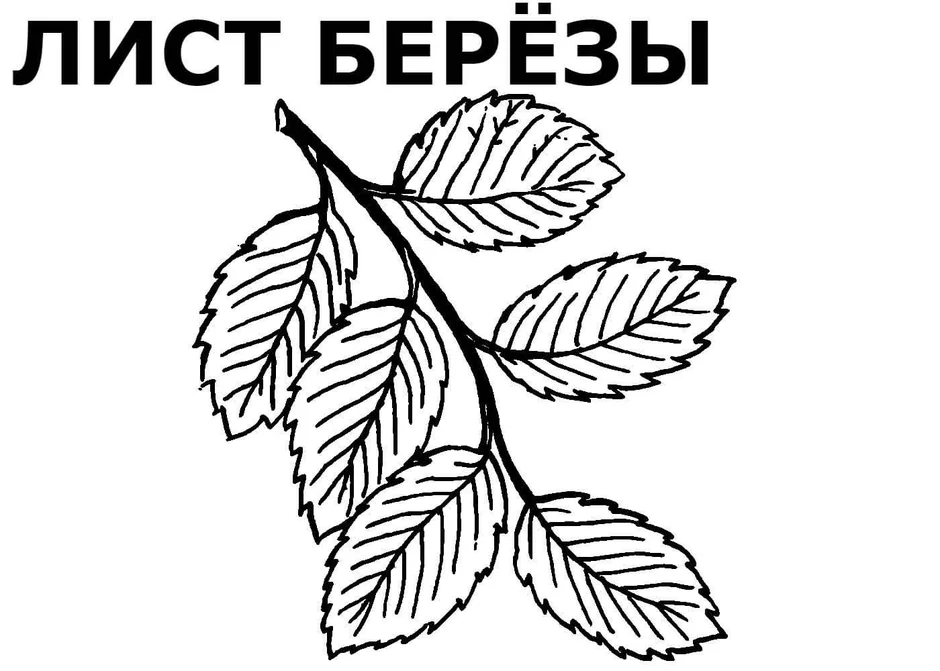 Рисунок веточка лиственного дерева