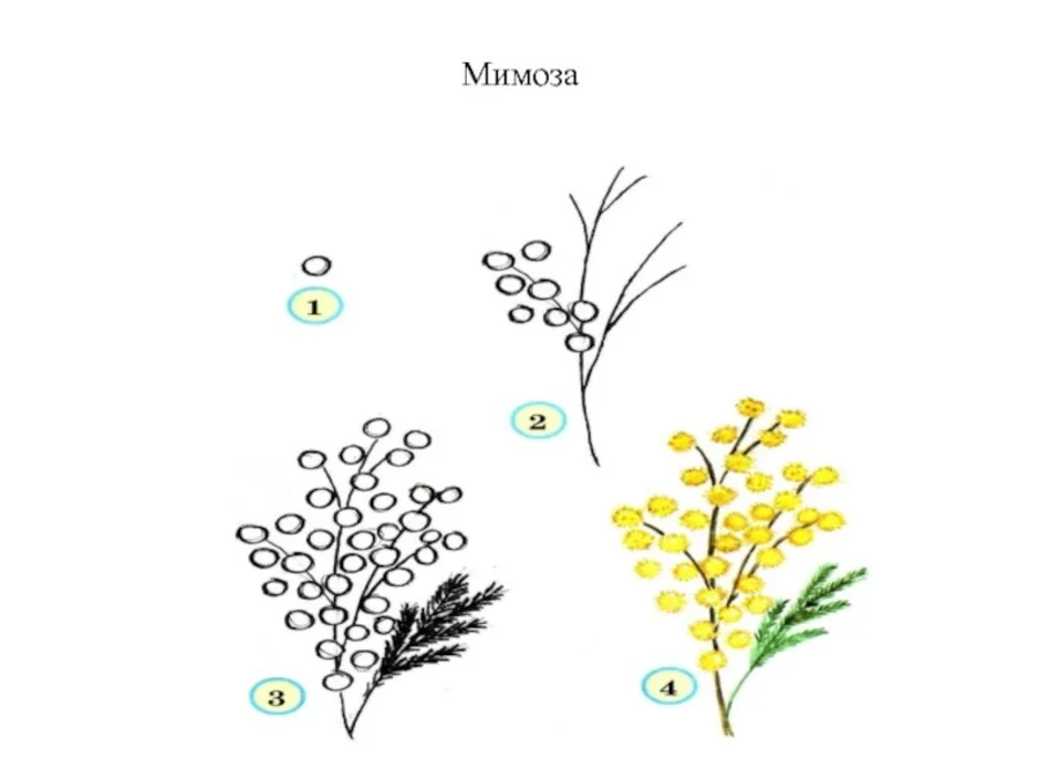 Мимоза цветок нарисовать. Мимоза рисунок. Мимоза с рисом. Детские рисунки Мимоза. Рисование ветка мимозы.
