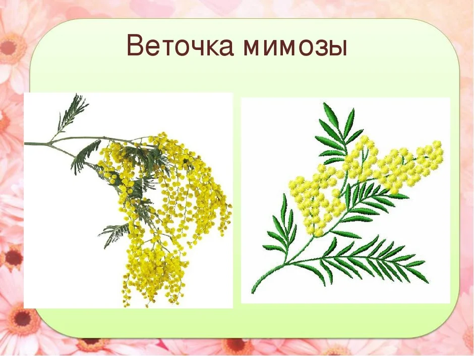 Веточка мимозы картинка для детей