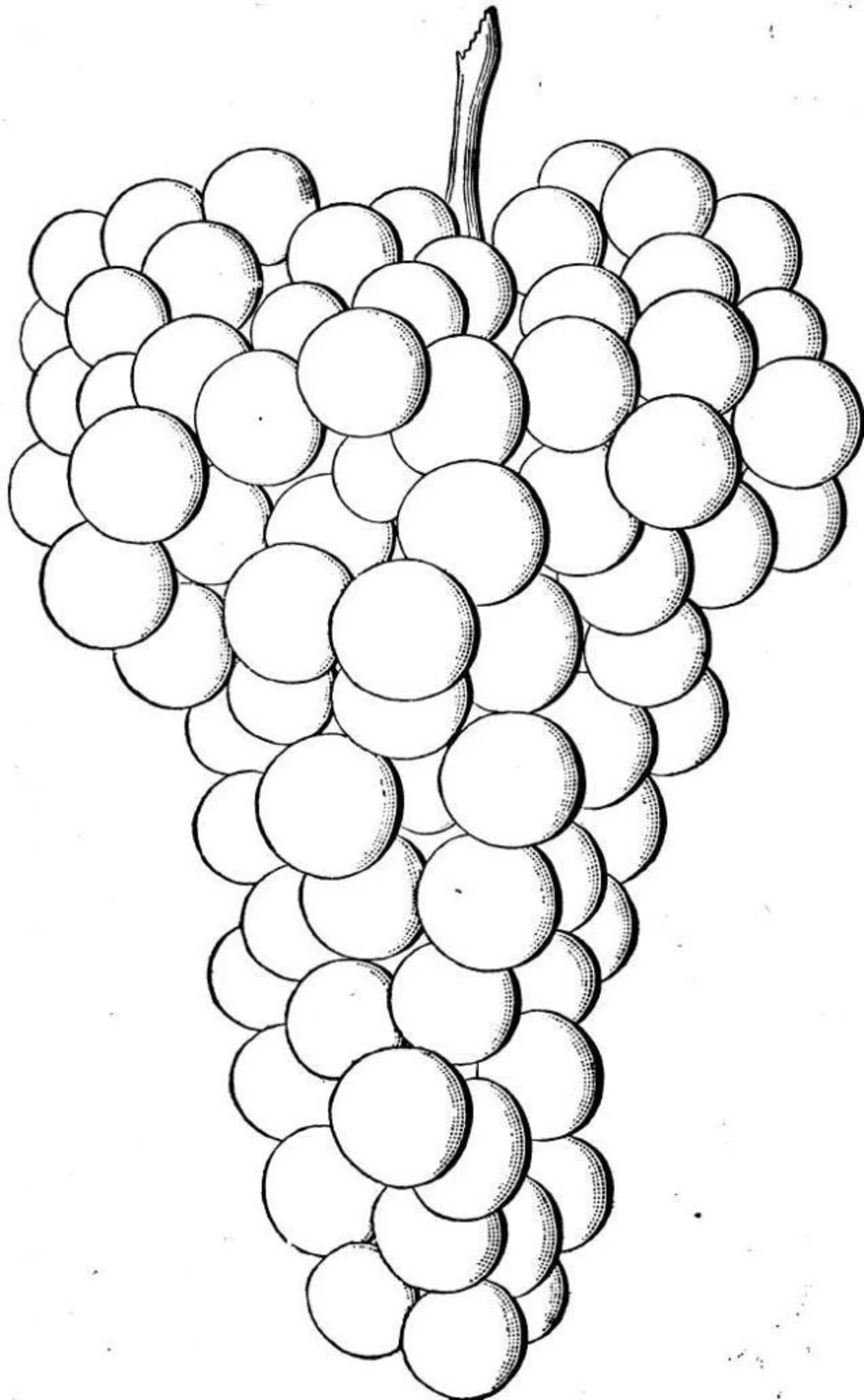 Виноград картинка для детей черно белая