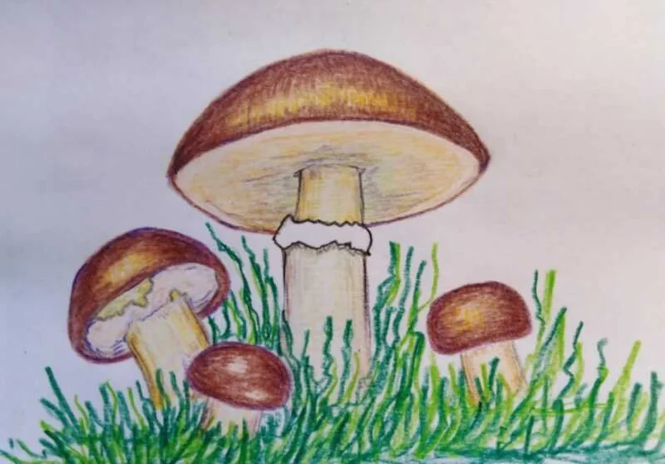 Рисунок гриба 5 класс. Гриб рисунок. Рисование грибы. Поэтапное рисование грибов. Грибы цветными карандашами.