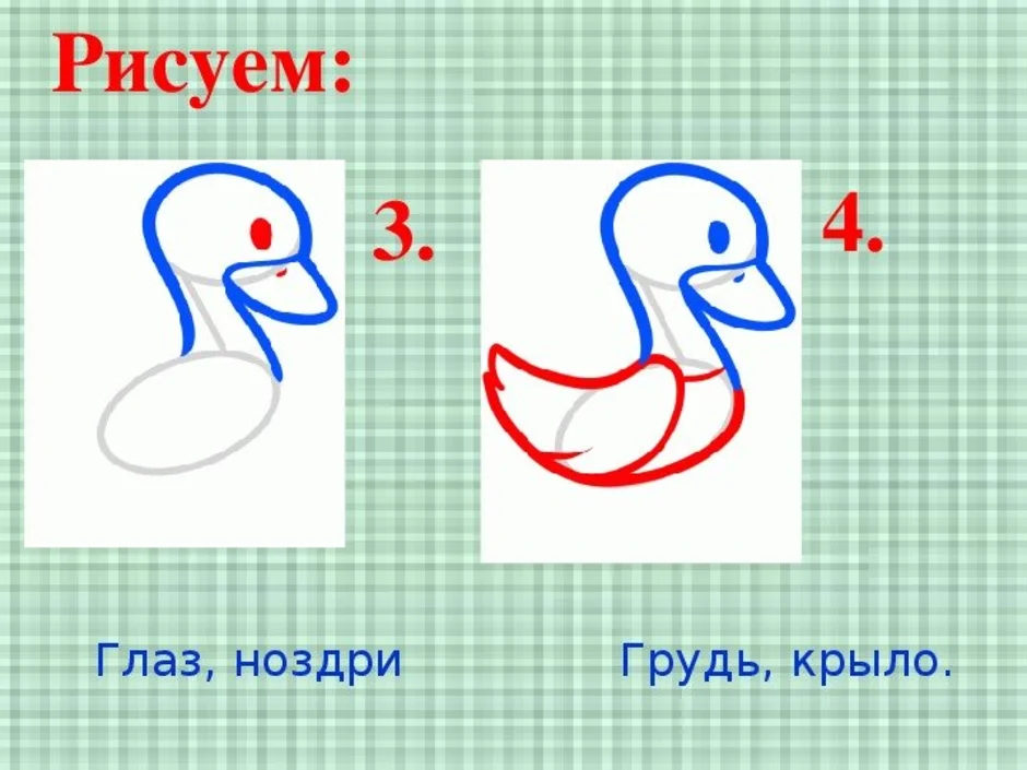 Как рисовать гуся поэтапно