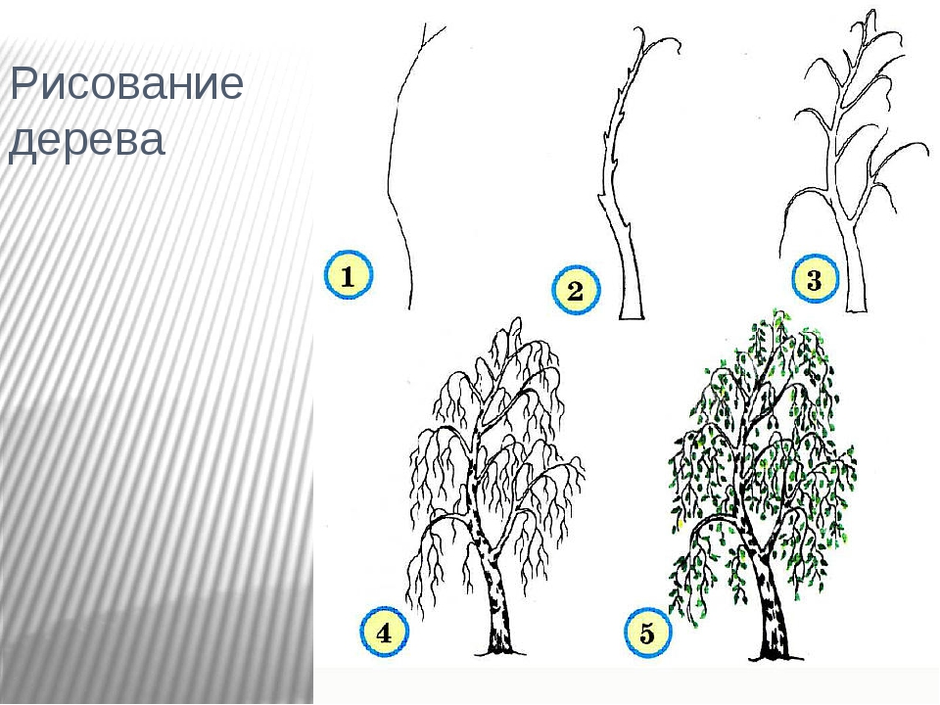 Схема рисования дерева