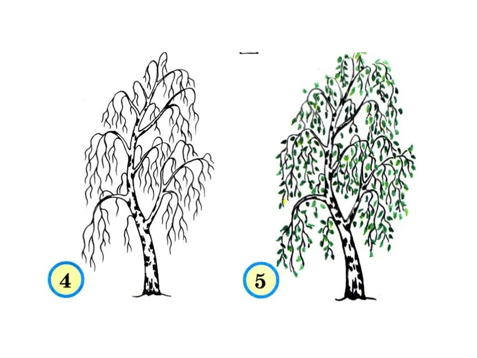 Рисунок береза 3 класс