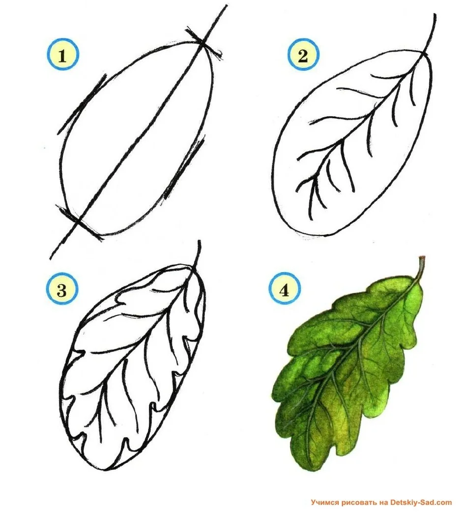 Рисуем дубовый лист карандашом