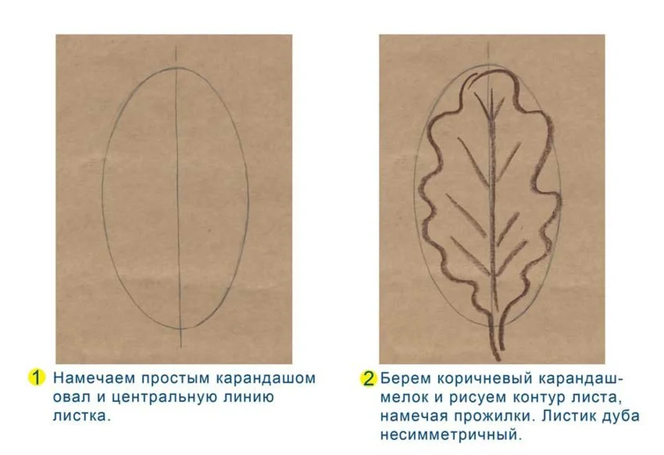 Рисуем дубовый лист карандашом