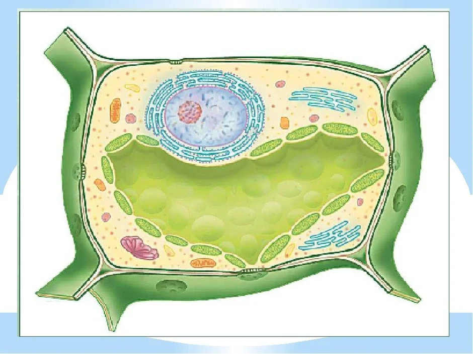 Общий план строения растительной клетки