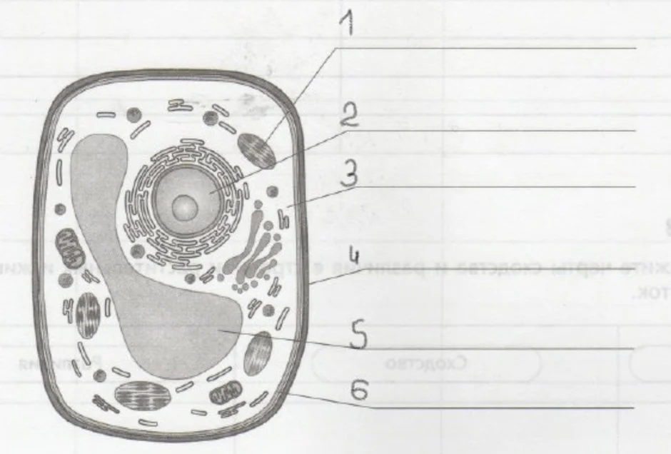 Рисунок растительной клетки 6 класс биология впр. Строение клетки растения 5 класс биология. Органоиды растительной клетки схема. Строение растительной клетки рисунок с подписями. Строение растительной клетки 5 класс биология.