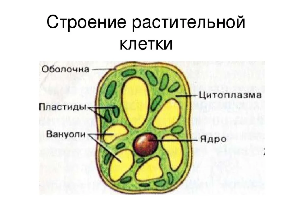 Как рисовать клетку на биологию