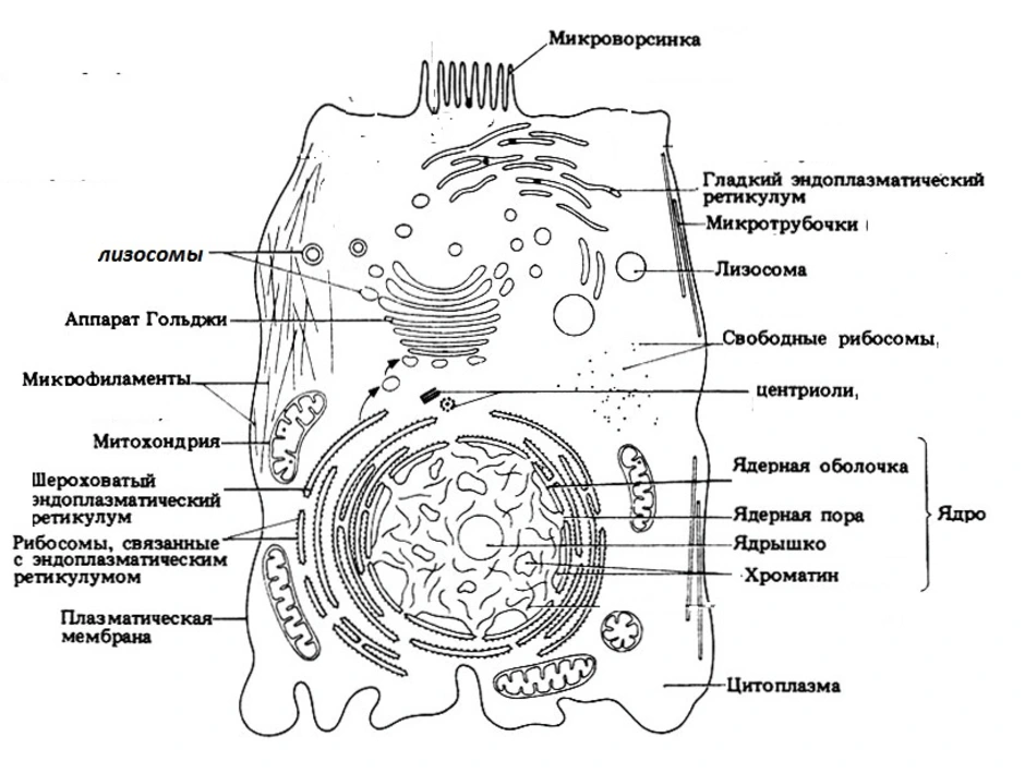 Органоиды клетки схема