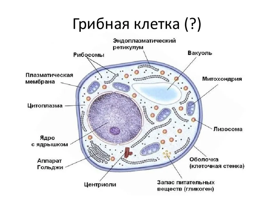 Клетка рисунок по биологии с обозначениями