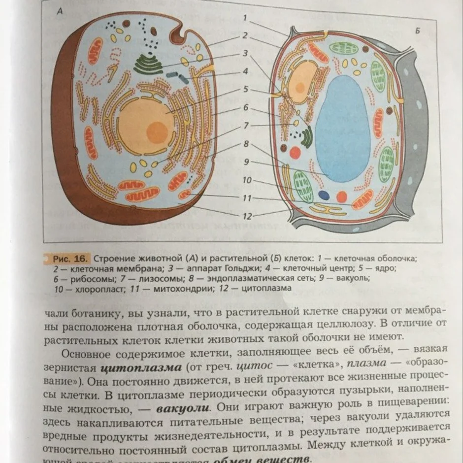 Схема растительной клетки 5 класс